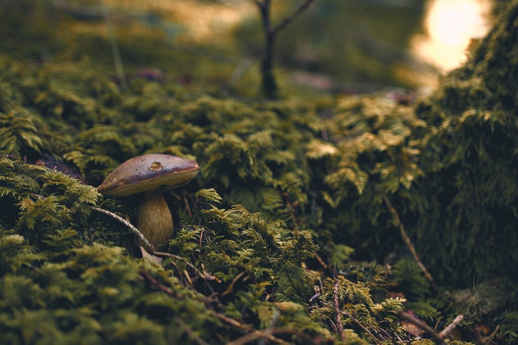 forest, mushroom, fungus-5084061.jpg